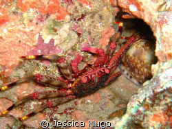 Crab with cowrie shell by Jessica Hugo 